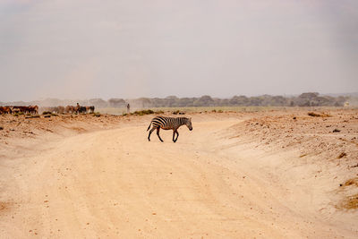 A herd of zebras against the background of masai boran cattle in the amboseli national park in kenya