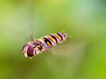 Close-up of insect