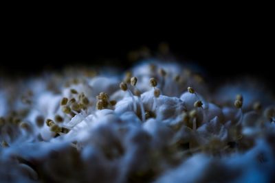 Close-up of white flowers against black background