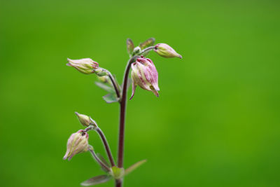 Close-up of wilted flower