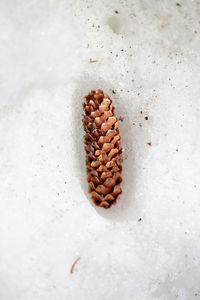 Directly above shot of pine cone on white floor