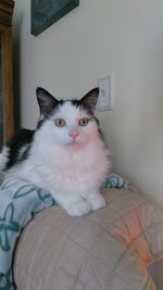 Close-up portrait of cat relaxing at home