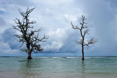 Tree by sea against sky