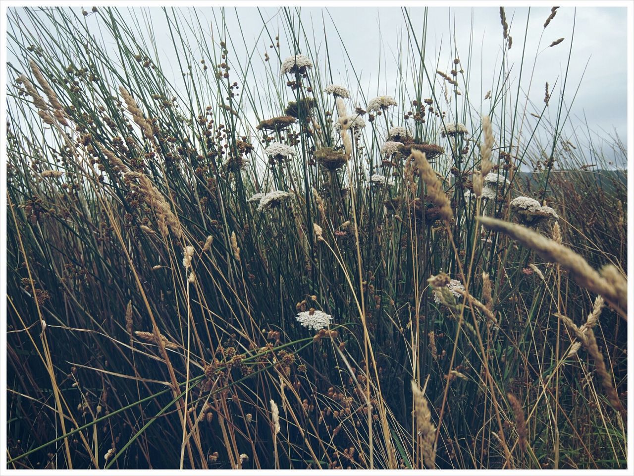 transfer print, plant, growth, auto post production filter, field, grass, close-up, nature, growing, stem, dry, fragility, focus on foreground, freshness, no people, agriculture, day, beauty in nature, outdoors, rural scene