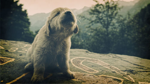 Close-up of dog looking away