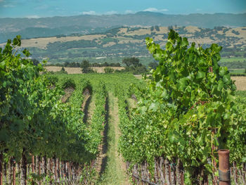 Scenic view of vineyard