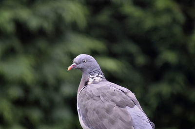 Close-up of bird