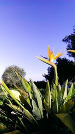 Low angle view of flowers against clear sky