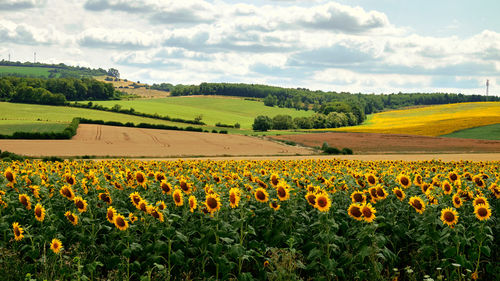 Scenic view of sunflower field against cloudy sky