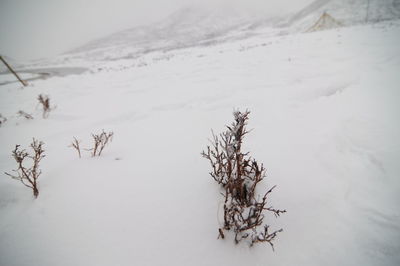 Dead tree on snow covered land