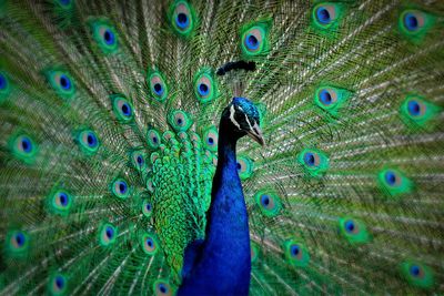 Close-up of peacock