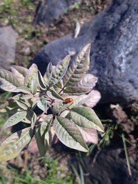 Close-up of butterfly on plant