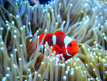 Clownfish hiding in anemone at raja ampat