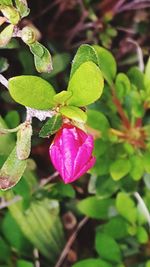 Close-up of pink flower plant