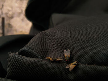 High angle view of a cat on sofa
