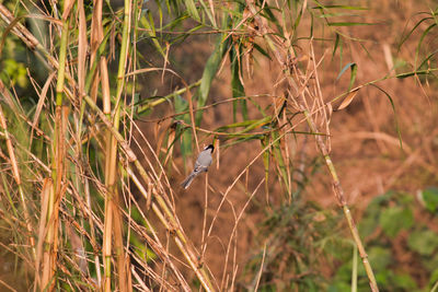View of bird perching on branch