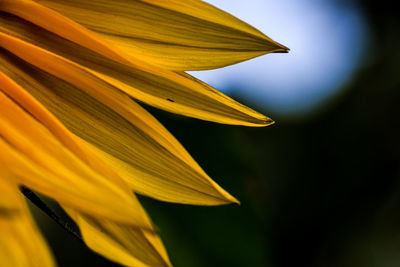 Close-up of yellow flower