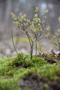 Close-up of plant