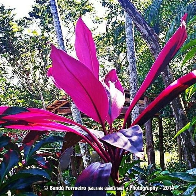 flower, growth, petal, fragility, tree, beauty in nature, nature, red, pink color, flower head, leaf, close-up, freshness, low angle view, sunlight, day, park - man made space, no people, flag, plant