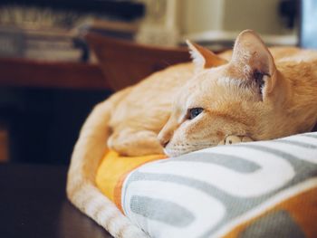 Close-up of cat resting on floor at home