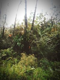 Close-up of plants growing on land