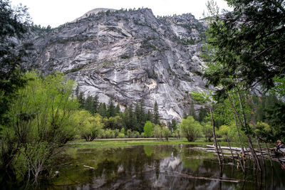 Scenic view of lake by trees in forest