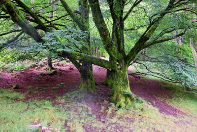 Tree in forest