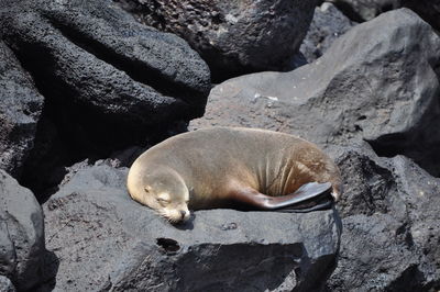 High angle view of sea resting on rock