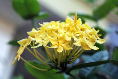 Close-up of yellow flowering plant