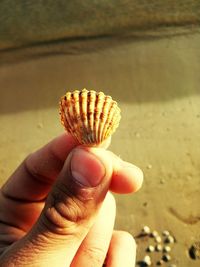 Close-up of hand holding shell on beach