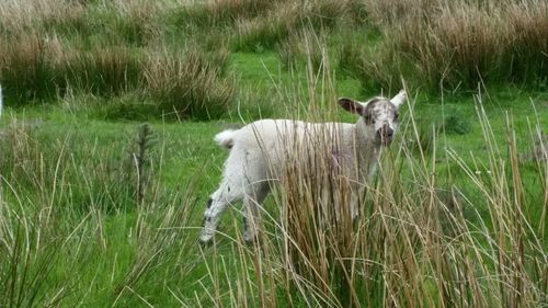 Sheep on grassy field