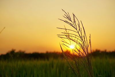 Close-up of plants at sunset