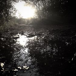 Reflection of trees in water