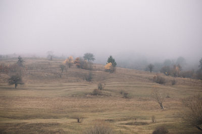 Horse on field against sky