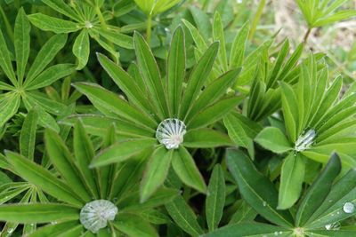 High angle view of white flowering plants