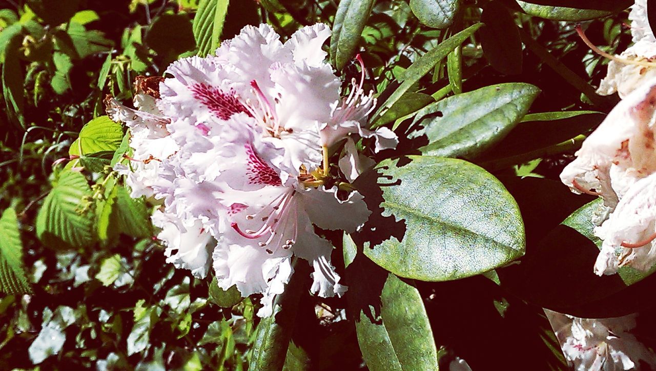 Beauty flowers