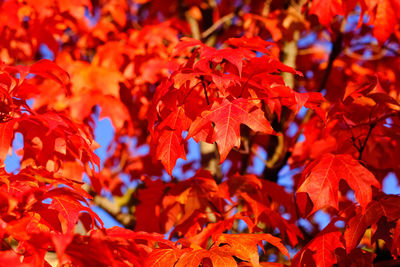 Close-up of red maple leaves