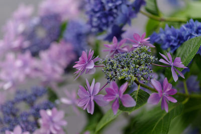 Close-up of purple flowering plants