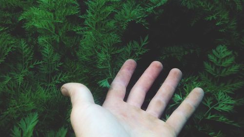 Cropped hand gesturing by plants