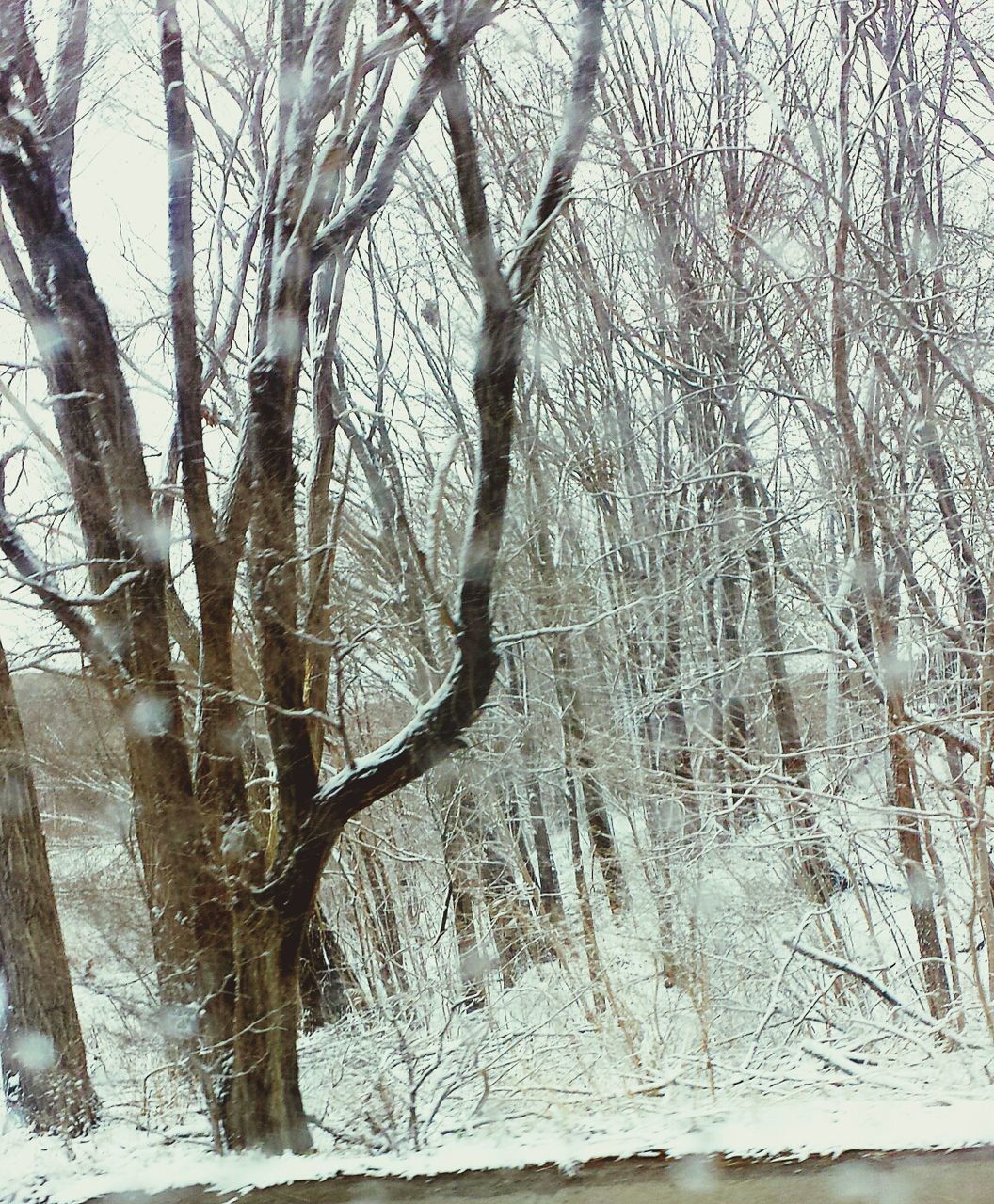 bare tree, tree, winter, cold temperature, snow, branch, tree trunk, tranquility, season, nature, weather, tranquil scene, growth, covering, beauty in nature, field, day, frozen, scenics, landscape