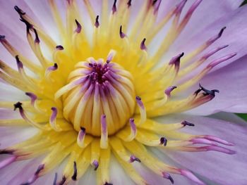 Full frame shot of purple flower