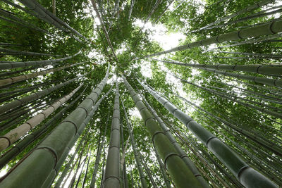 Low angle view of bamboo trees in forest