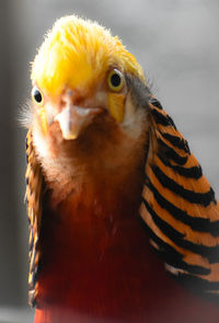 bird