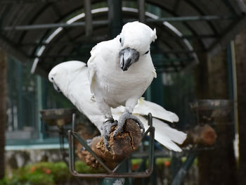 Close-up of bird