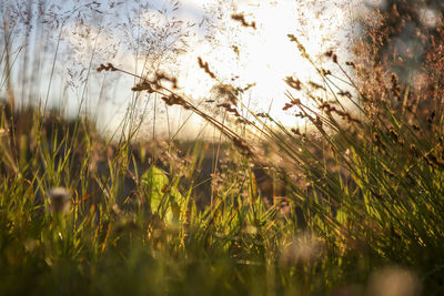 Close-up of plants growing on field