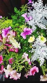 Close-up of pink flowers blooming outdoors