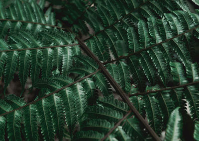 Full frame shot of fern leaves