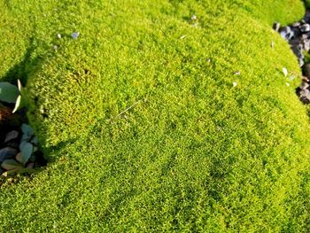 Plant growing on field
