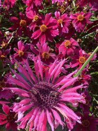 Close-up of pink flowering plant