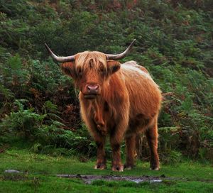 Cow standing on field